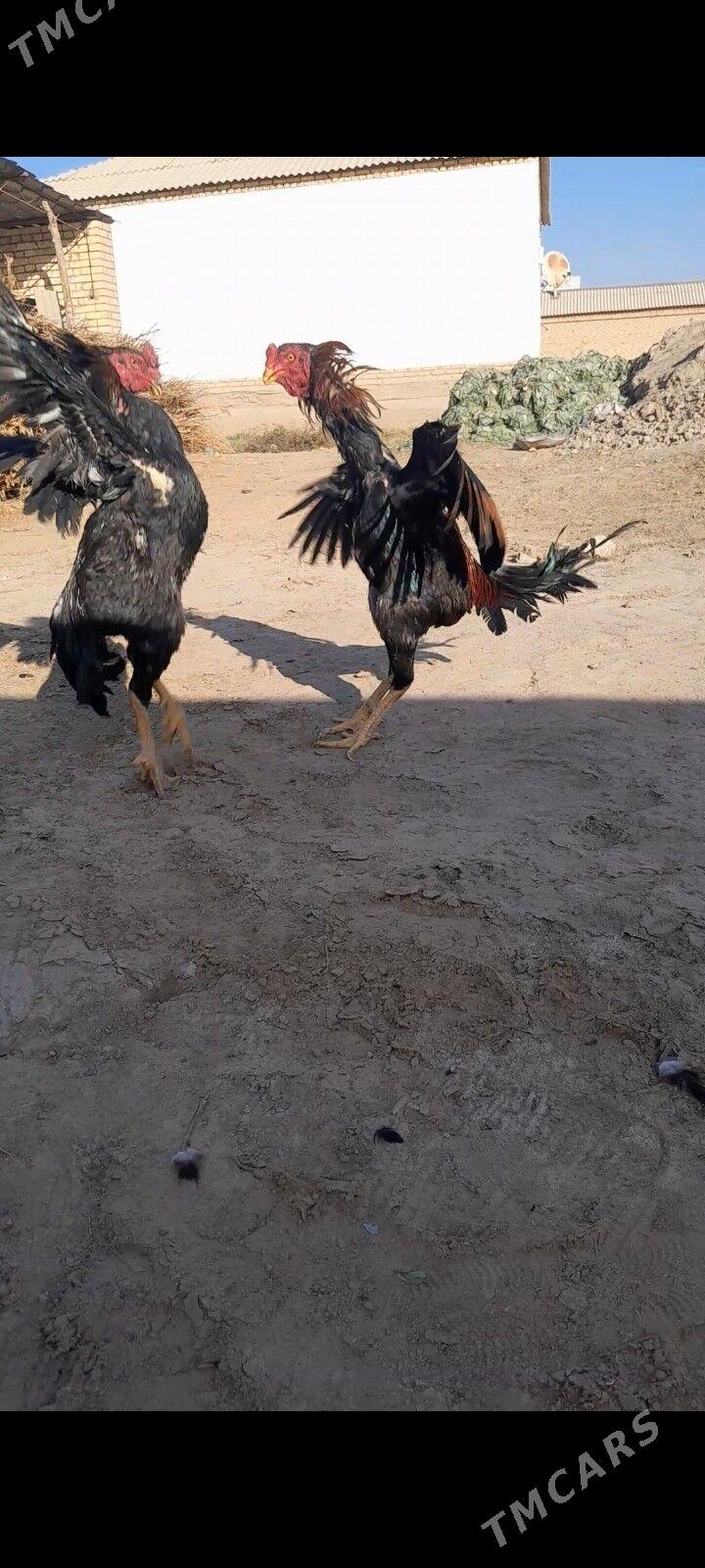 Baysok - Мургап - img 5