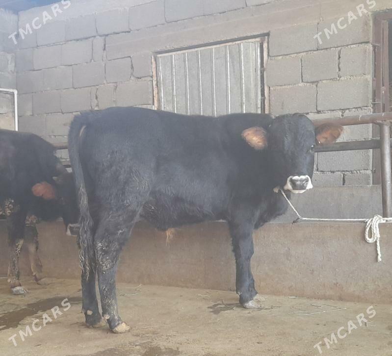 öküz - Büzmeýin - img 4