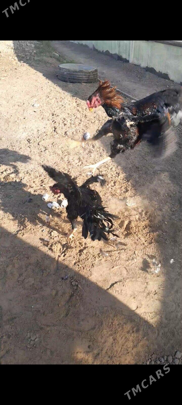 Baysok - Мургап - img 3