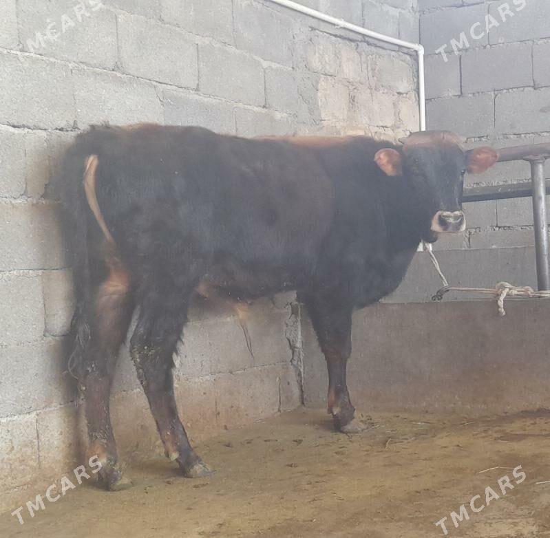 öküz - Büzmeýin - img 3