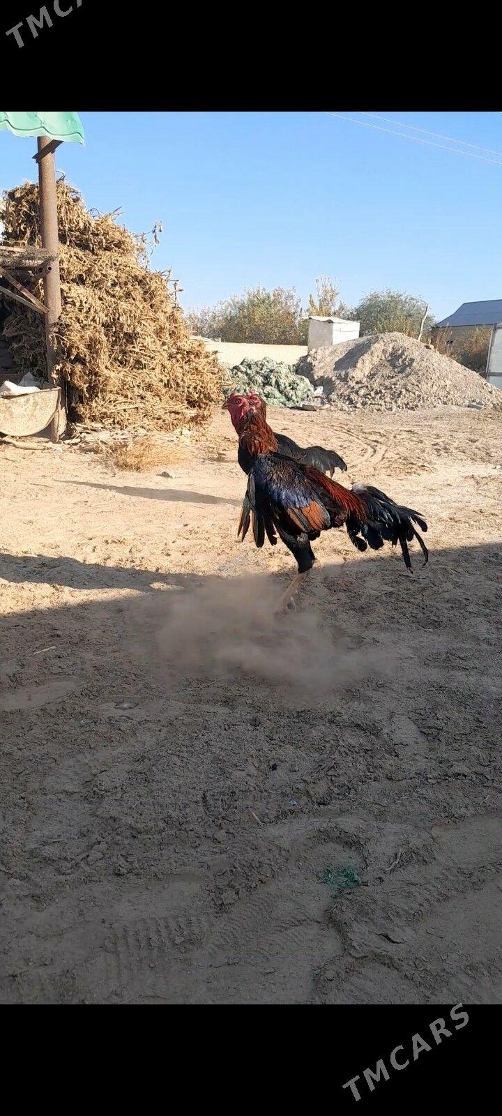 Baysok - Мургап - img 2