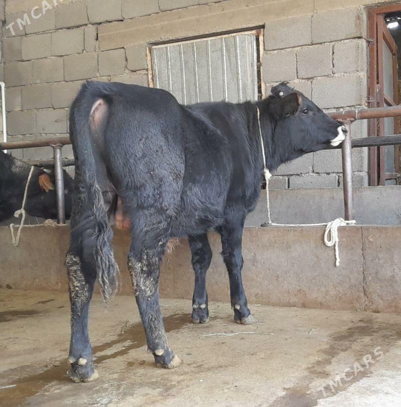 öküz - Büzmeýin - img 1