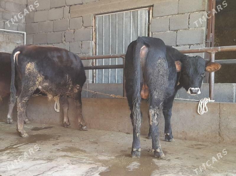 öküz - Büzmeýin - img 6