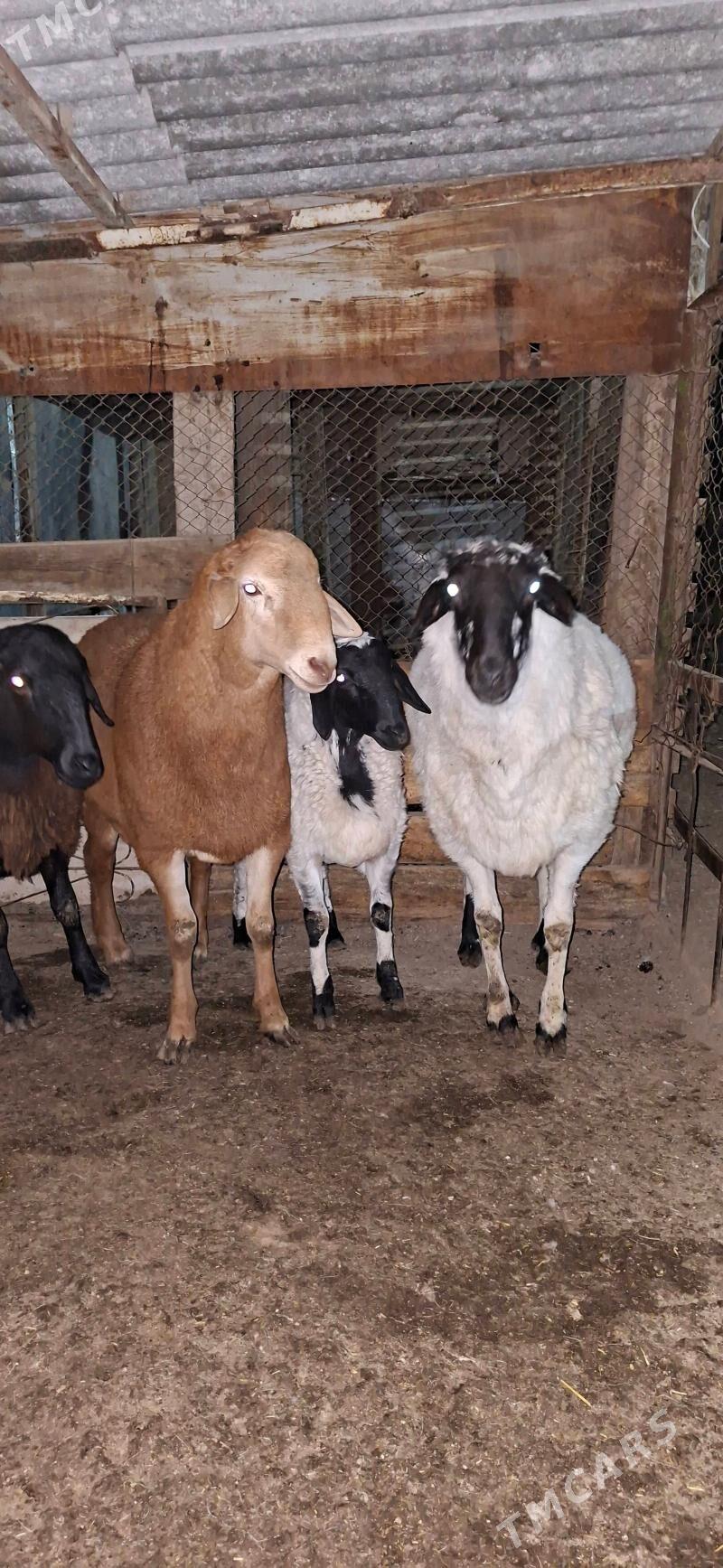 Gisar goc - Gypjak - img 2