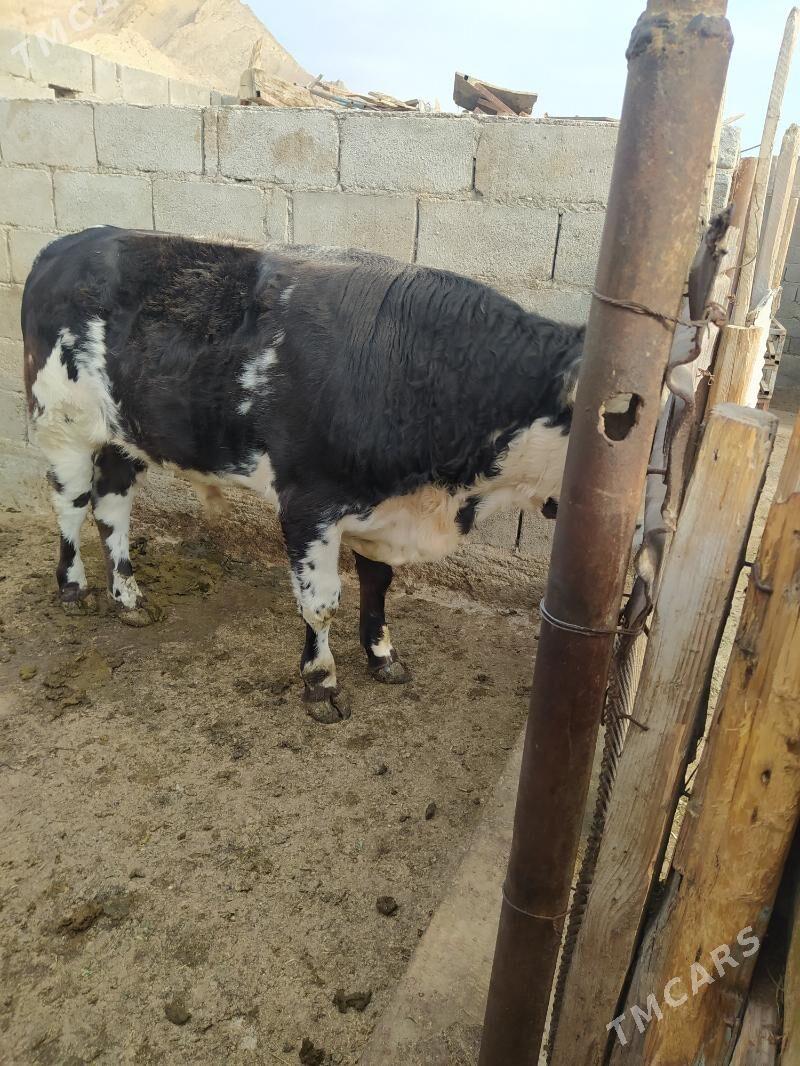 okuz - Туркменбаши - img 3