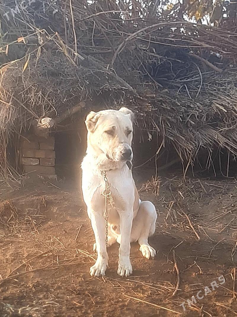 aždar - Чарджоу - img 1