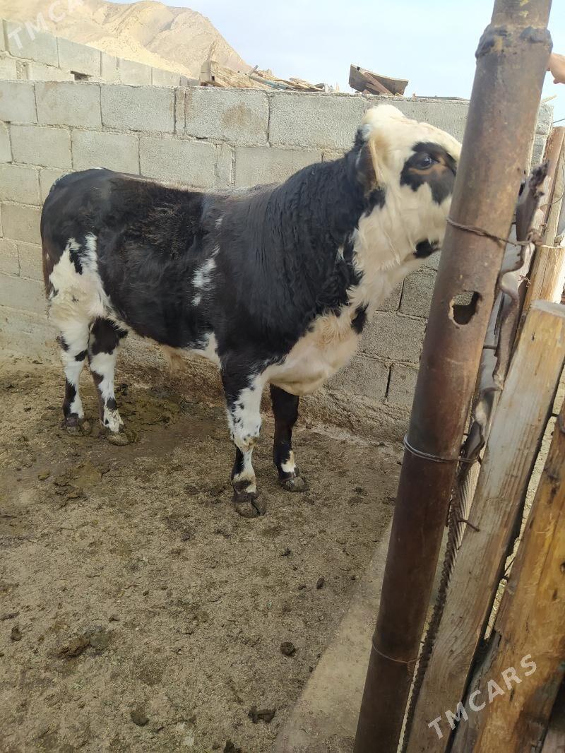 okuz - Туркменбаши - img 1