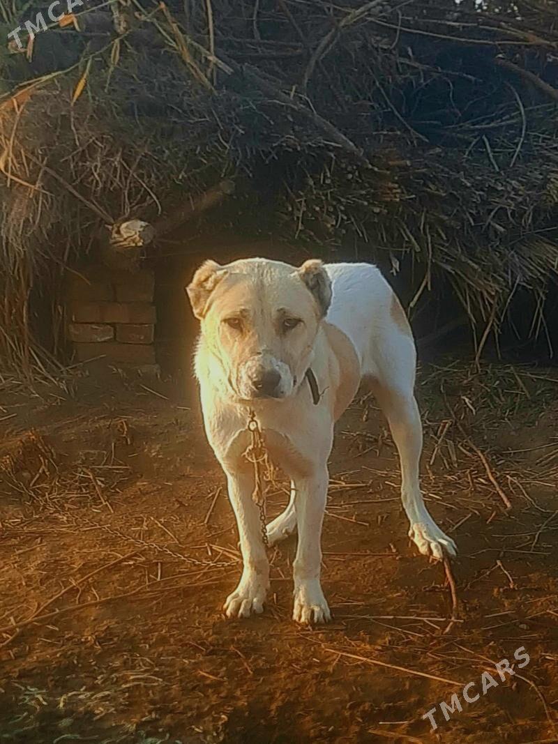 aždar - Чарджоу - img 3