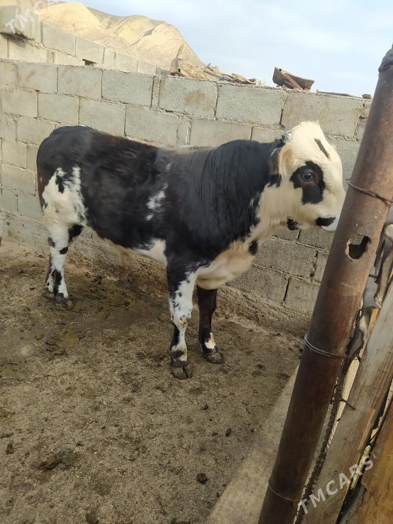 okuz - Туркменбаши - img 2