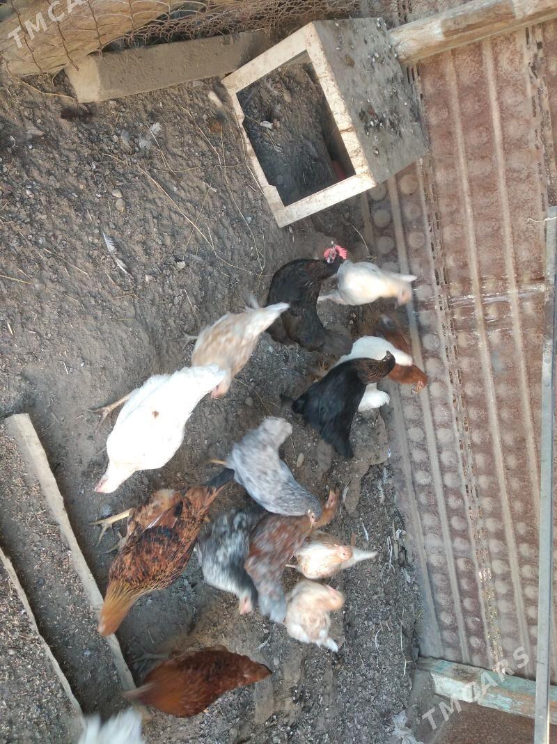 juyje - Etrek - img 2