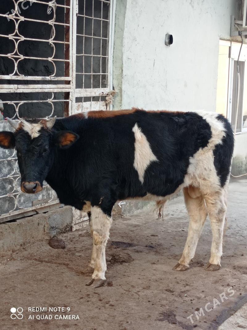 Gibrit tohum öküz - Aşgabat - img 2