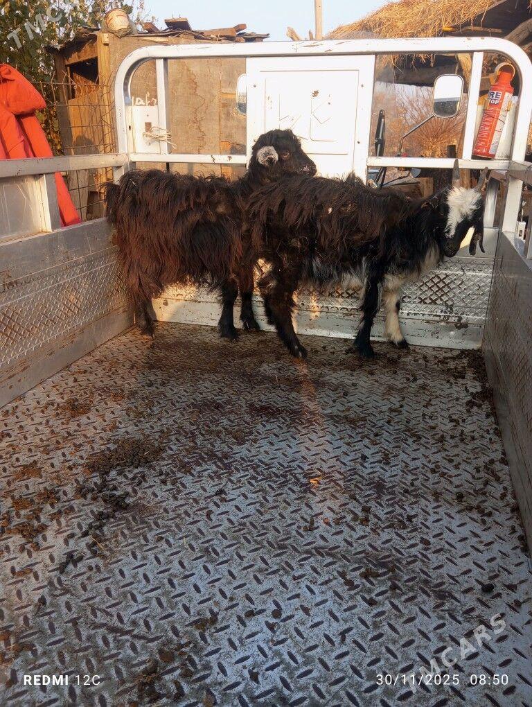 owlaklar - Farap - img 2