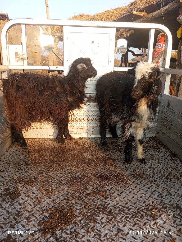 owlaklar - Farap - img 1