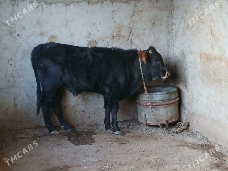 ökuz - Гызыларбат - img 2