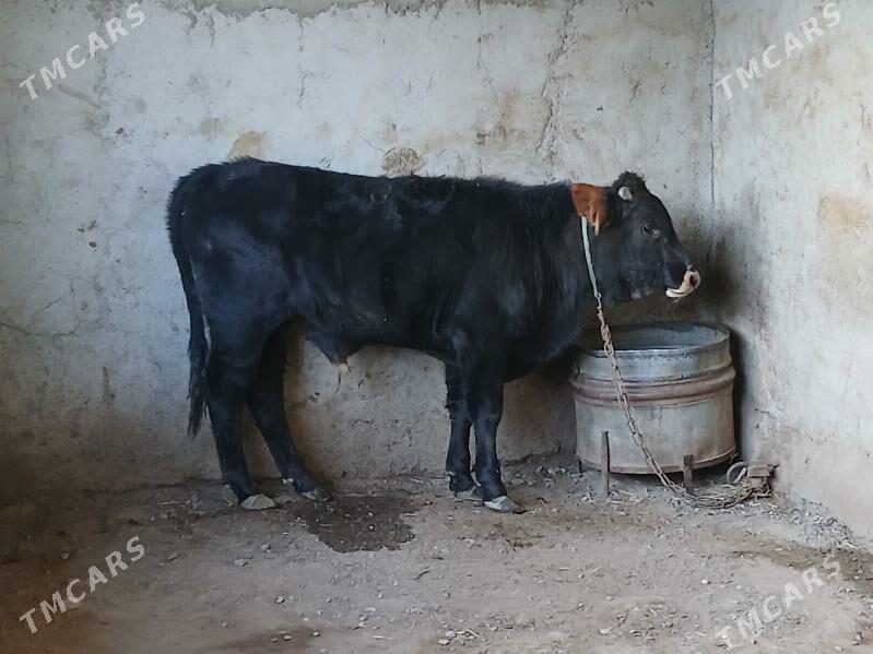 ökuz - Гызыларбат - img 1