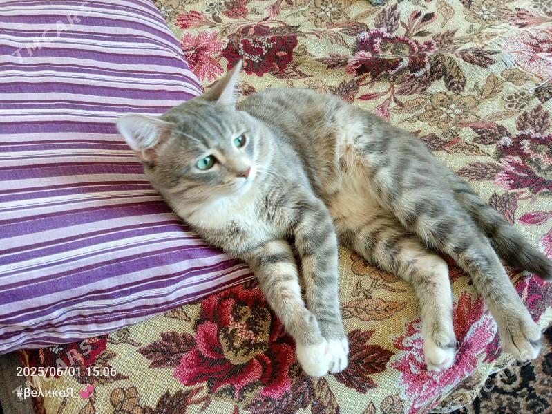 Пропал кот - Туркменабат - img 2