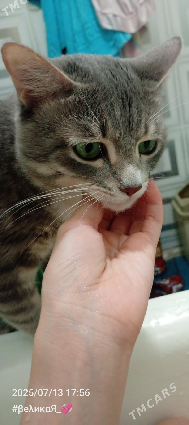 Пропал кот - Туркменабат - img 1