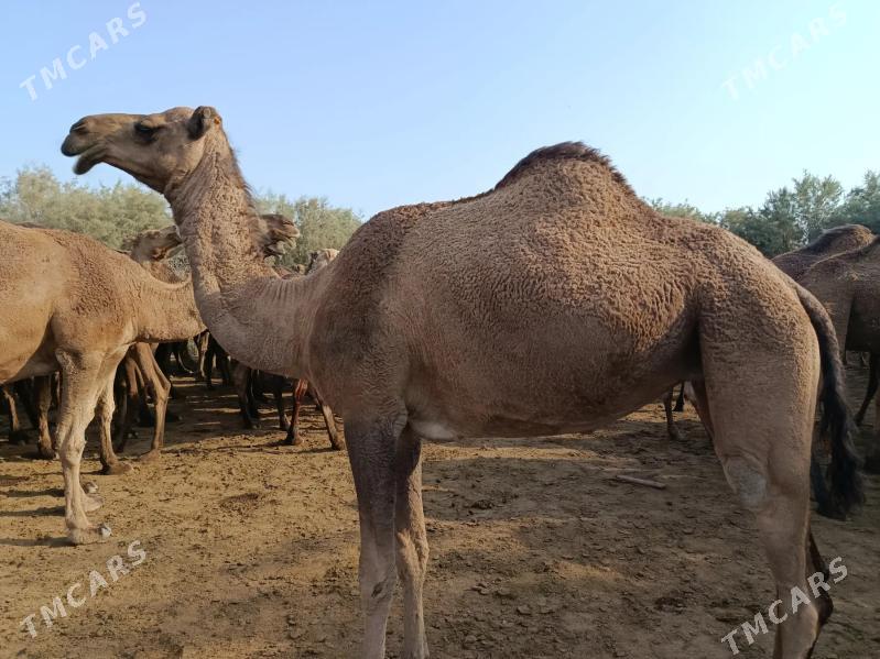 Дуе - Tejen - img 2