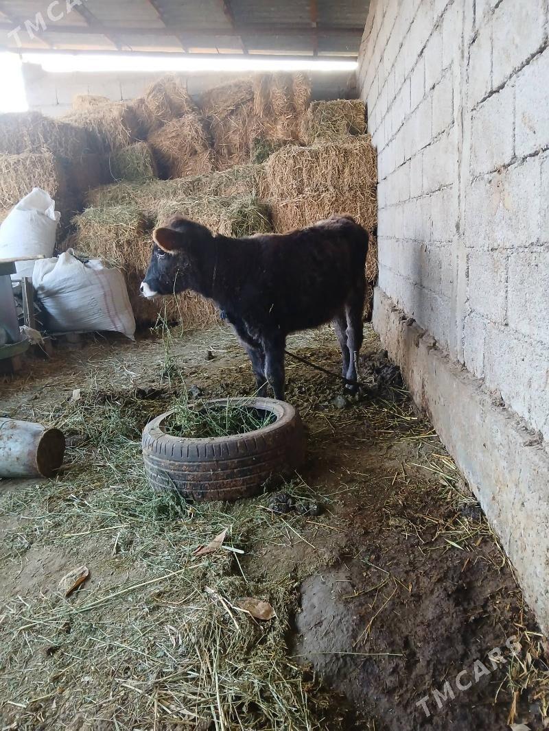 tüwe - Гёкдепе - img 2