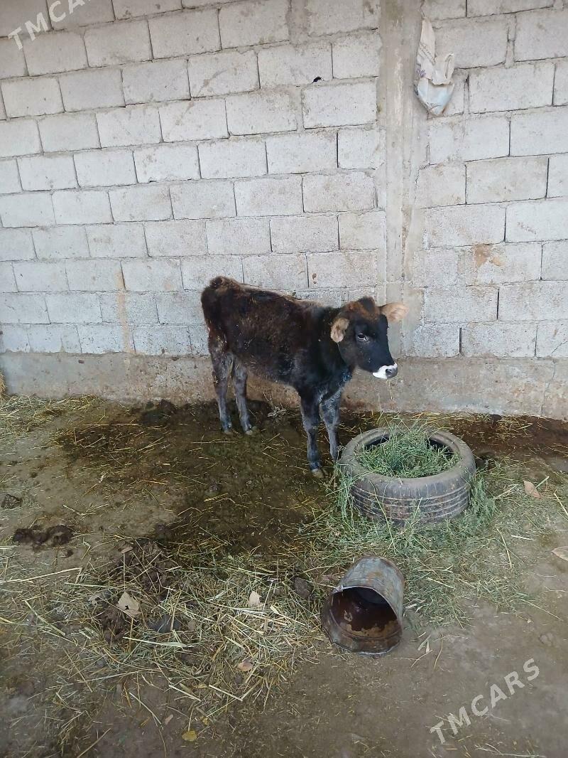 tüwe - Гёкдепе - img 4