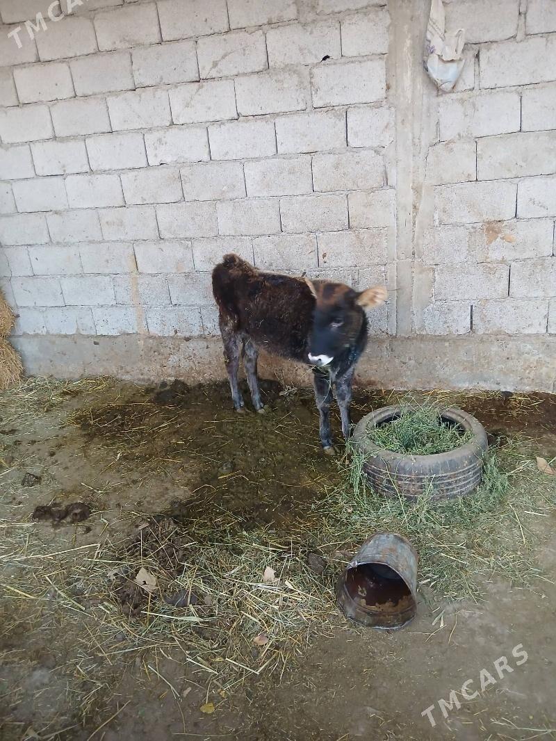 tüwe - Гёкдепе - img 3