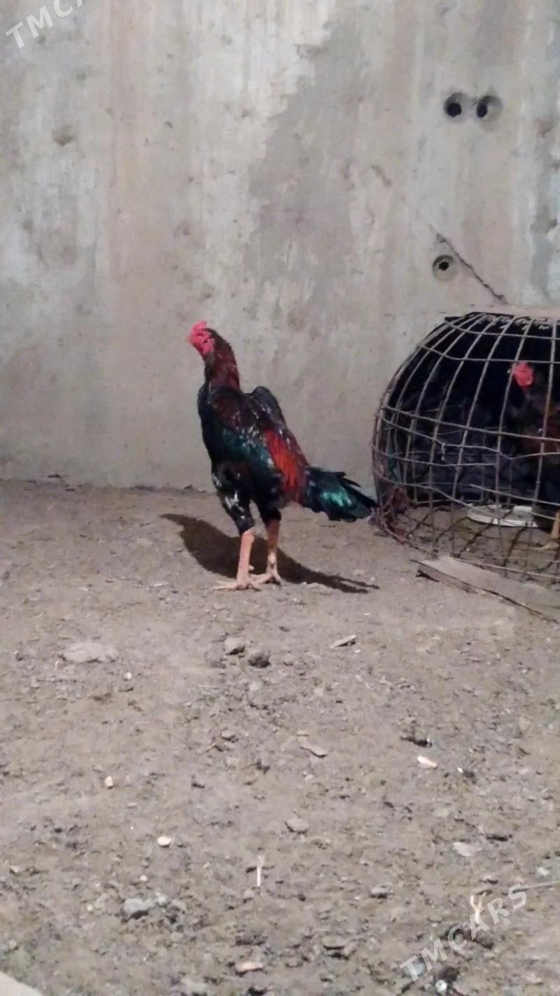 Taskenit horoz - Gökdepe - img 1