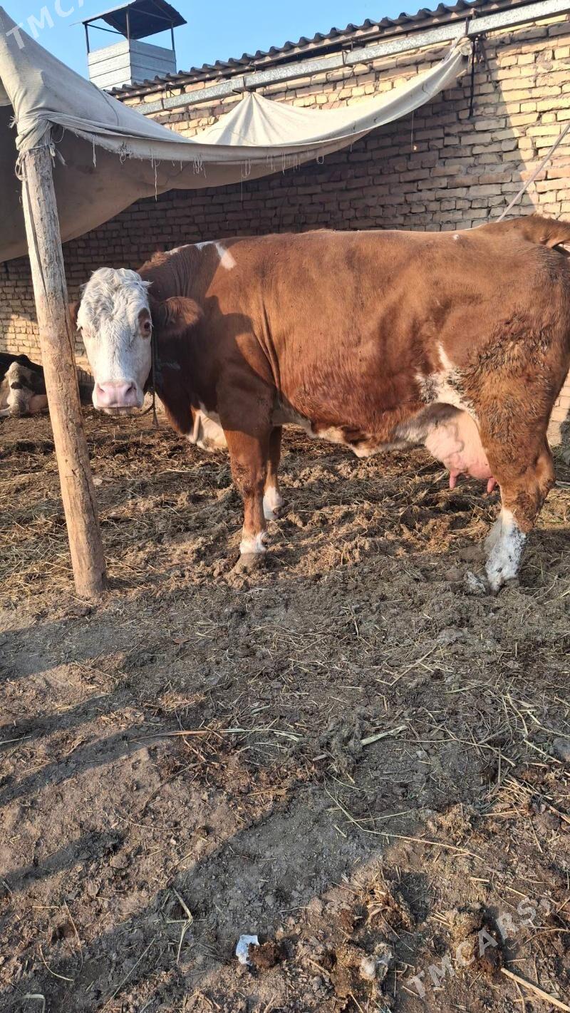 smental saglyk - Чарджоу - img 2