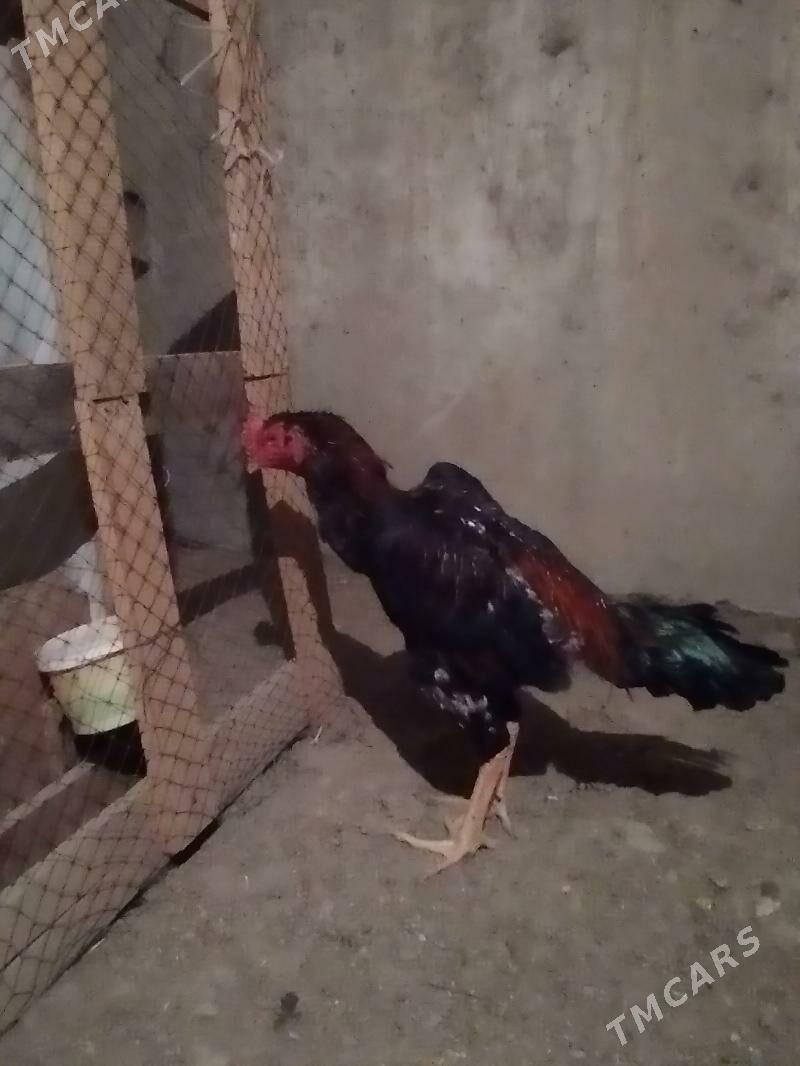 Taskenit horoz - Gökdepe - img 3