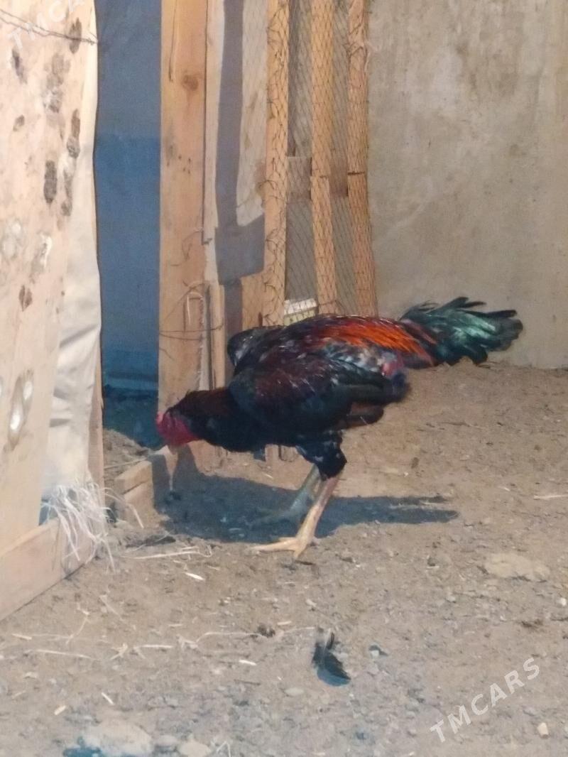 Taskenit horoz - Gökdepe - img 2