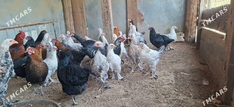 Balgar towuklar - Gypjak - img 3