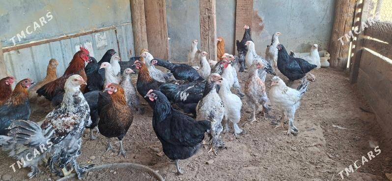 Balgar towuklar - Gypjak - img 4