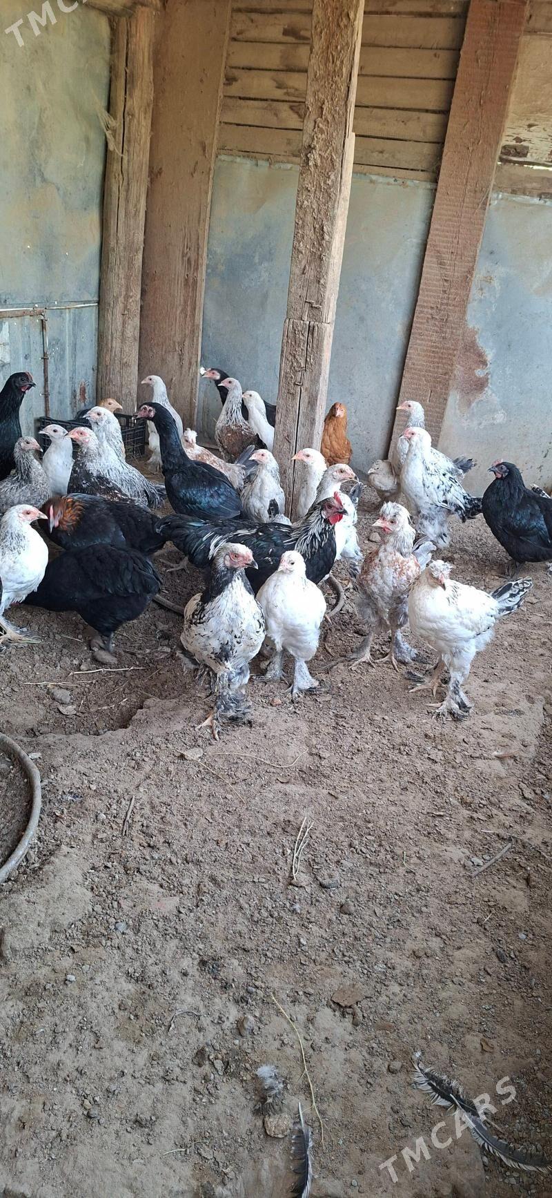 Balgar towuklar - Gypjak - img 1