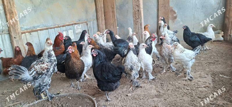 Balgar towuklar - Gypjak - img 2