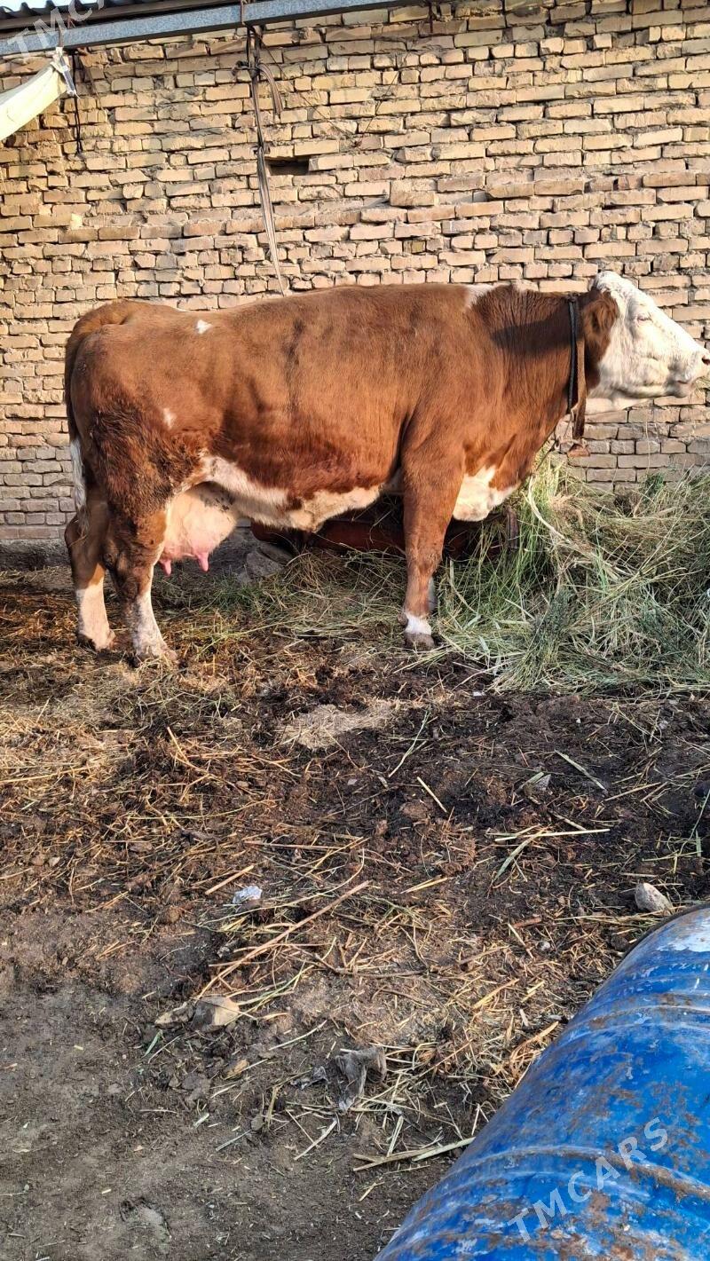 smental saglyk - Чарджоу - img 3