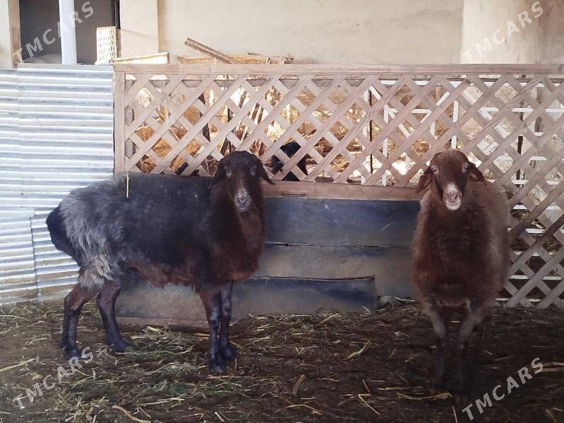 goyun - Sakarçäge - img 1