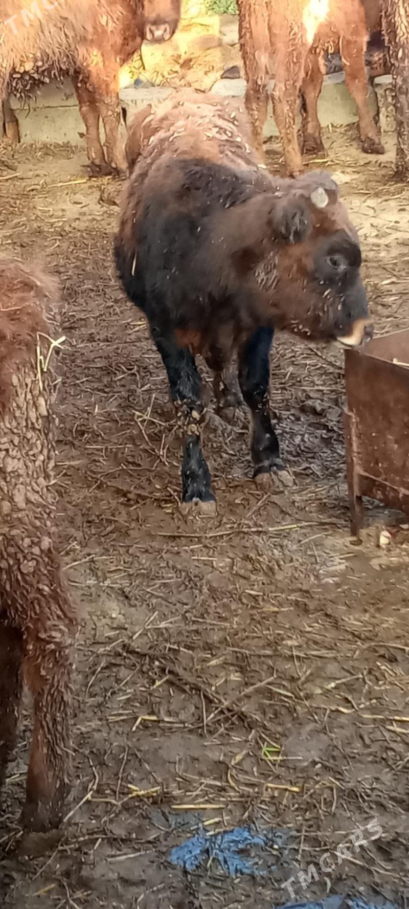 öküz - Гёкдепе - img 6