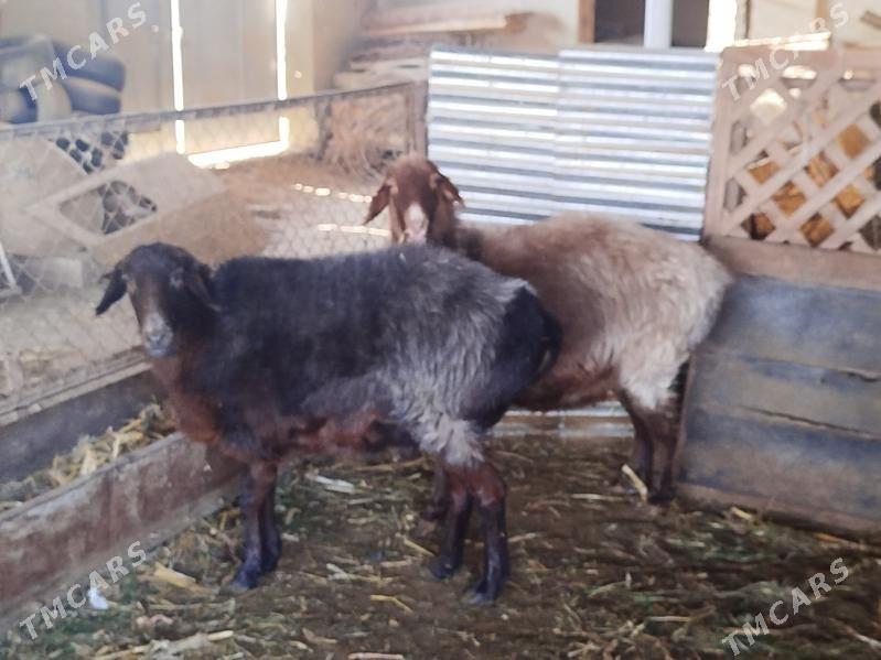 goyun - Sakarçäge - img 2