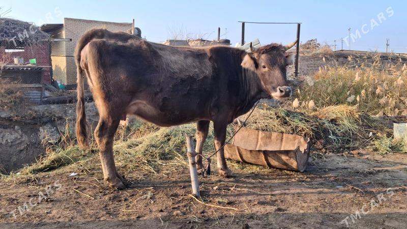 yetik swet - Çärjew - img 2