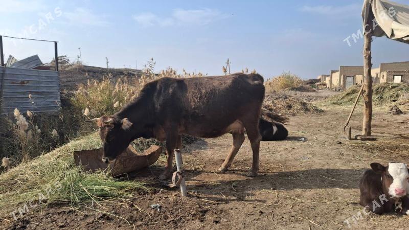 yetik swet - Çärjew - img 3