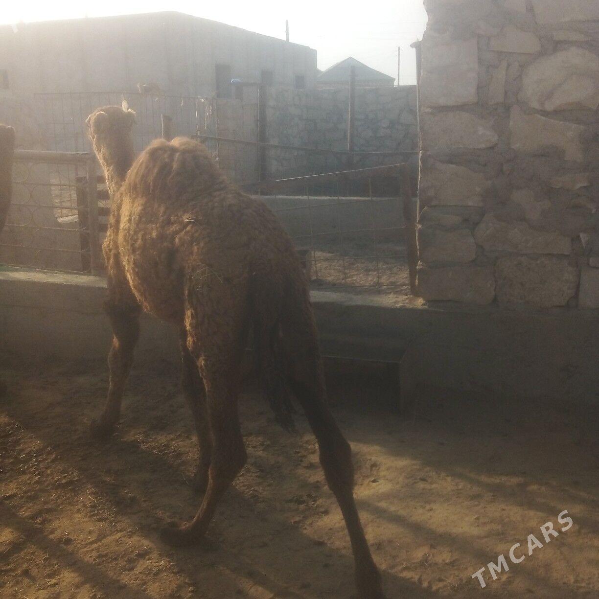 duye torumly - Эсенгулы - img 4