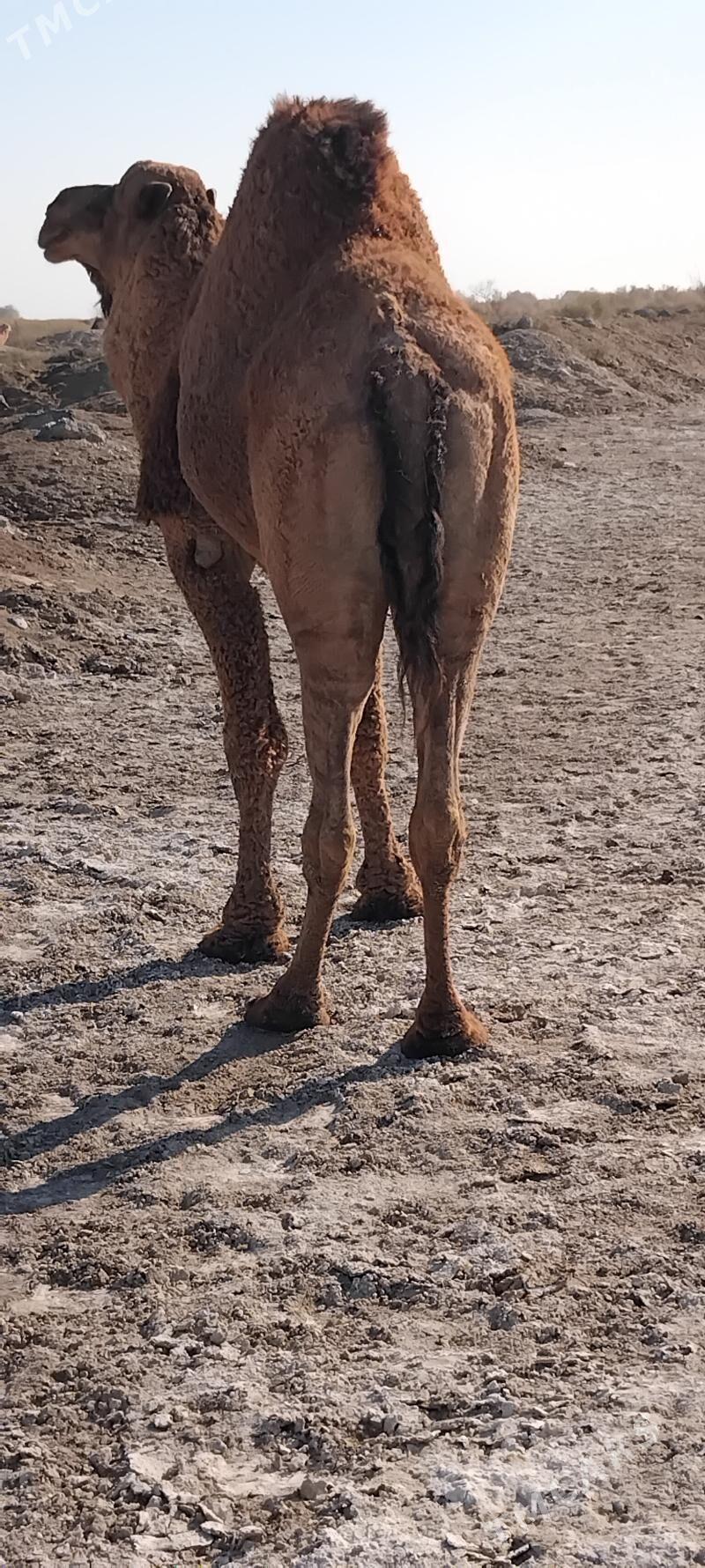 Hõwúr erkek - Мургап - img 2