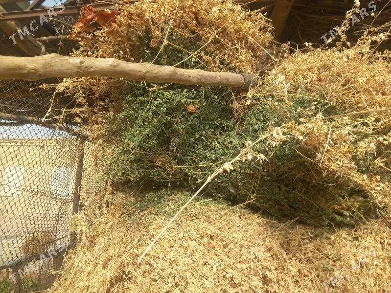 елде орулан мал оты йорунжа - Чарджоу - img 2