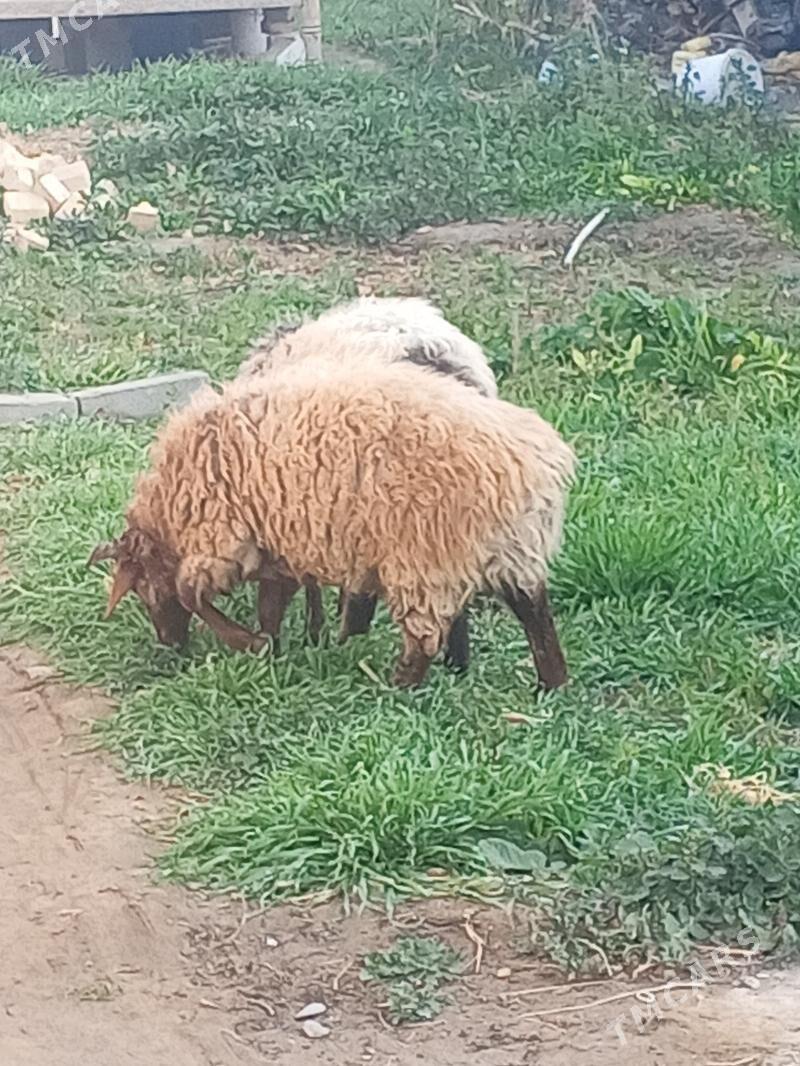 Goýunlar - Gökdepe - img 4