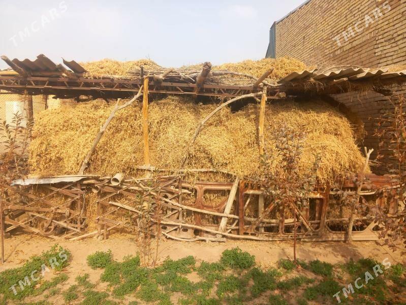 елде орулан мал оты йорунжа - Чарджоу - img 3