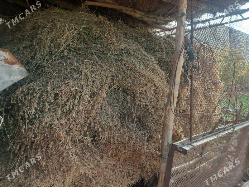 елде орулан мал оты йорунжа - Чарджоу - img 4