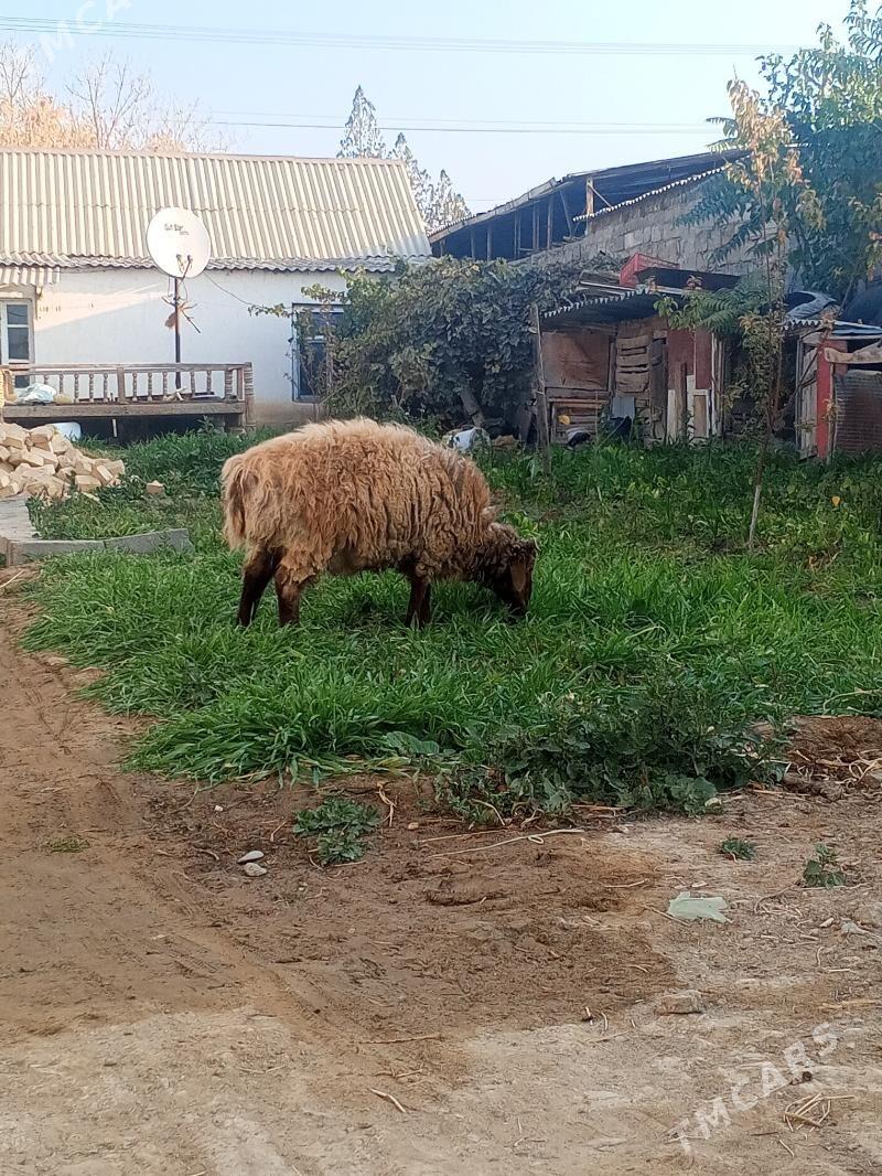 Goýunlar - Gökdepe - img 3