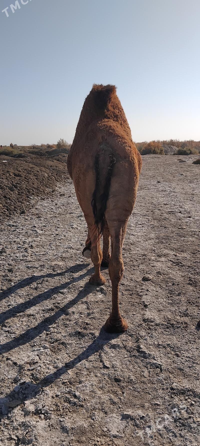 Hõwúr erkek - Мургап - img 3