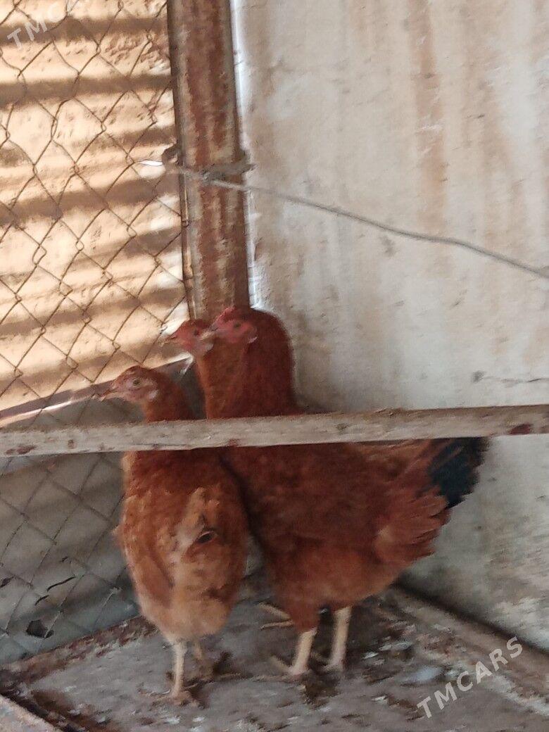 Towuk - Balkanabat - img 3