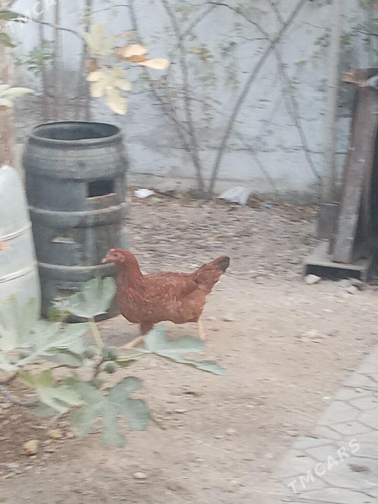 Towuk - Balkanabat - img 2