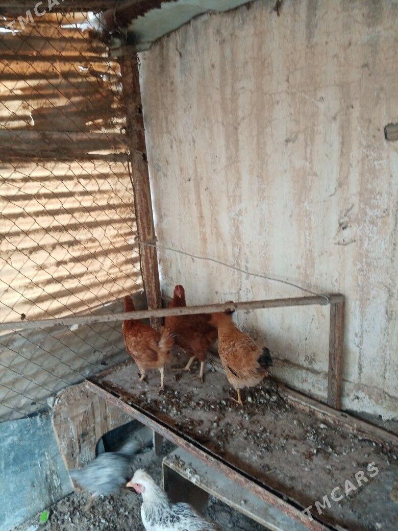 Towuk - Balkanabat - img 4